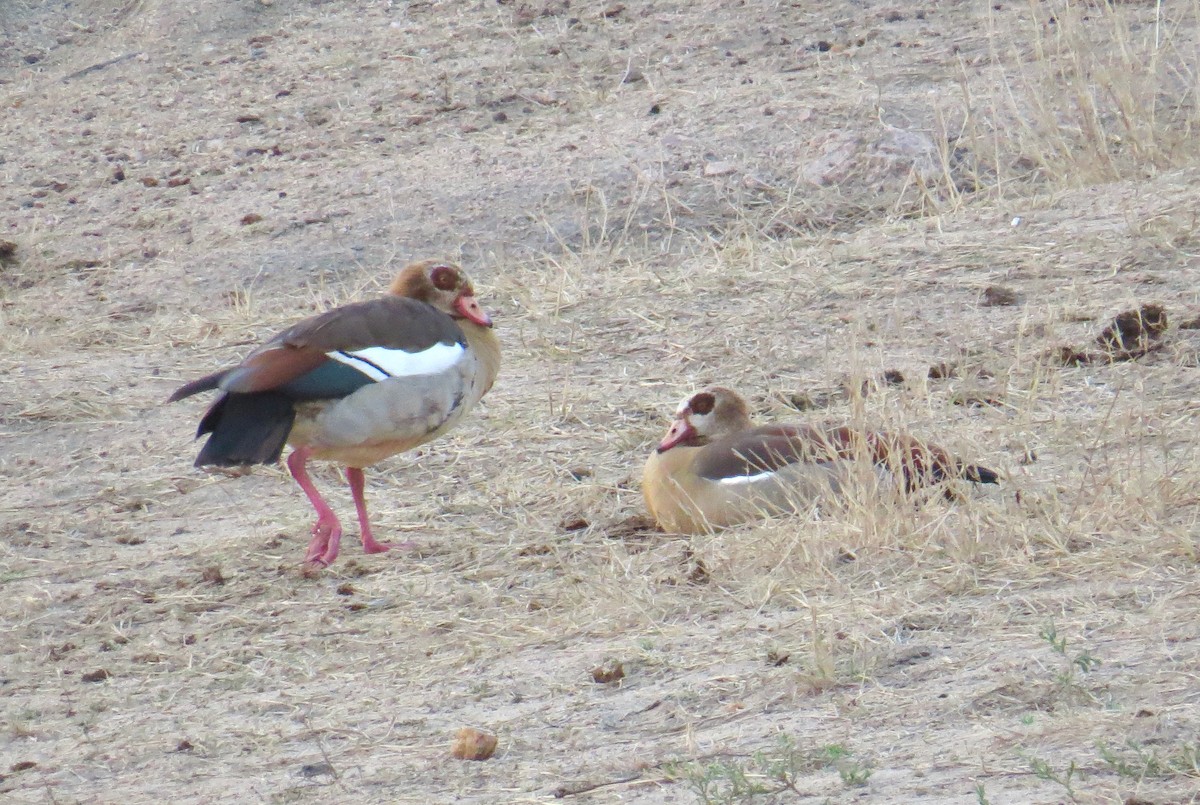 Egyptian Goose - Stuart Malcolm