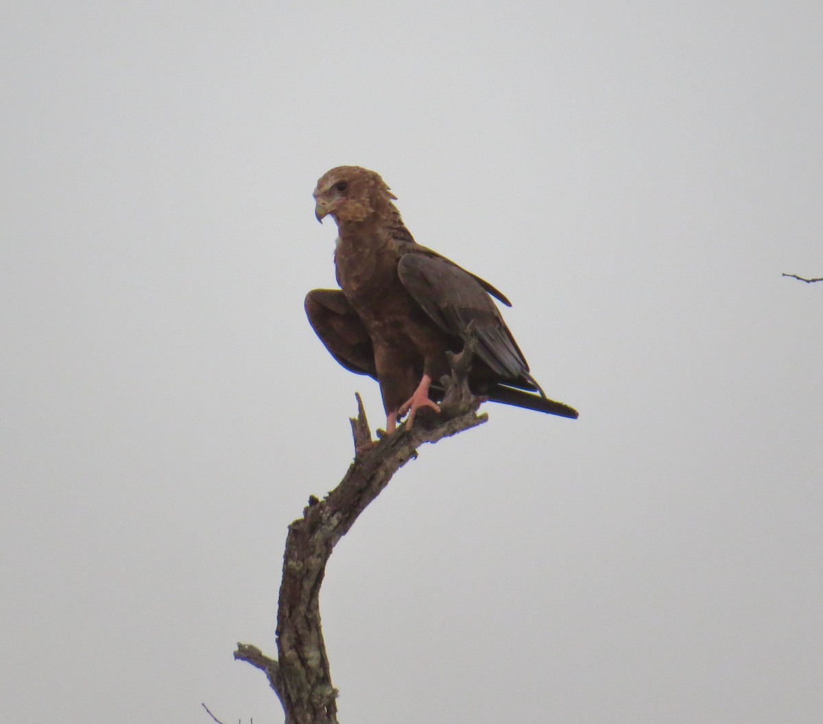 Águila Volatinera - ML275521931