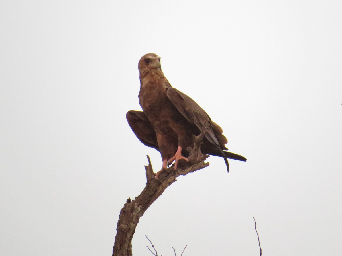 Águila Volatinera - ML275521971