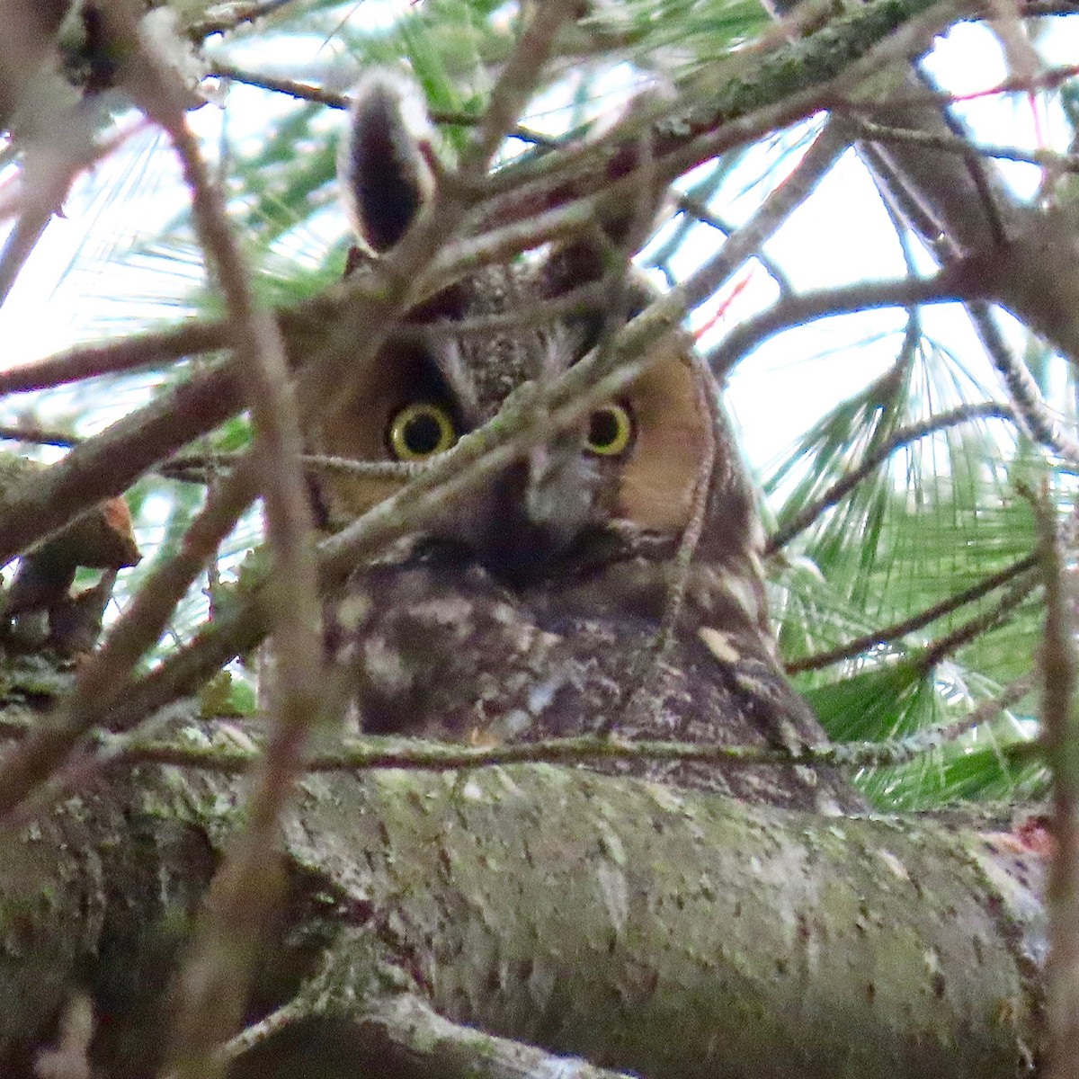 Long-eared Owl - Jonathan Alderfer