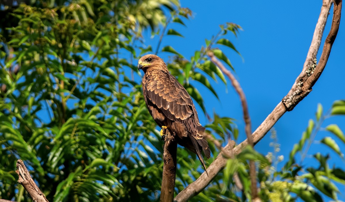 Aigle de Wahlberg - ML275522991