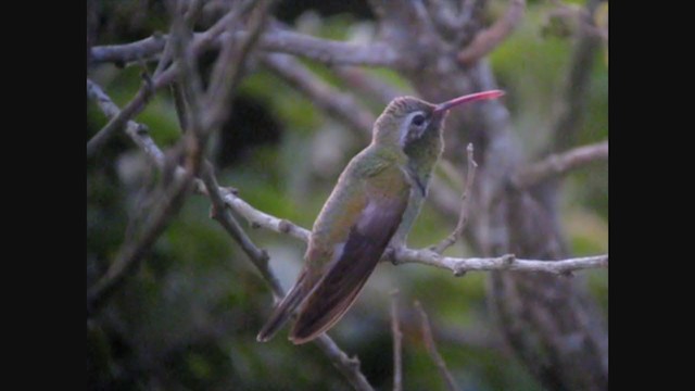 Colibri guaïnumbi - ML275523251