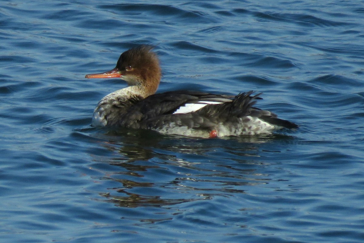 Red-breasted Merganser - ML275524001