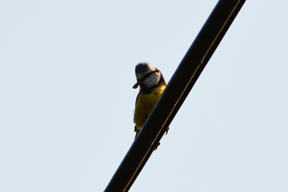 Eurasian Blue Tit - ML275524711