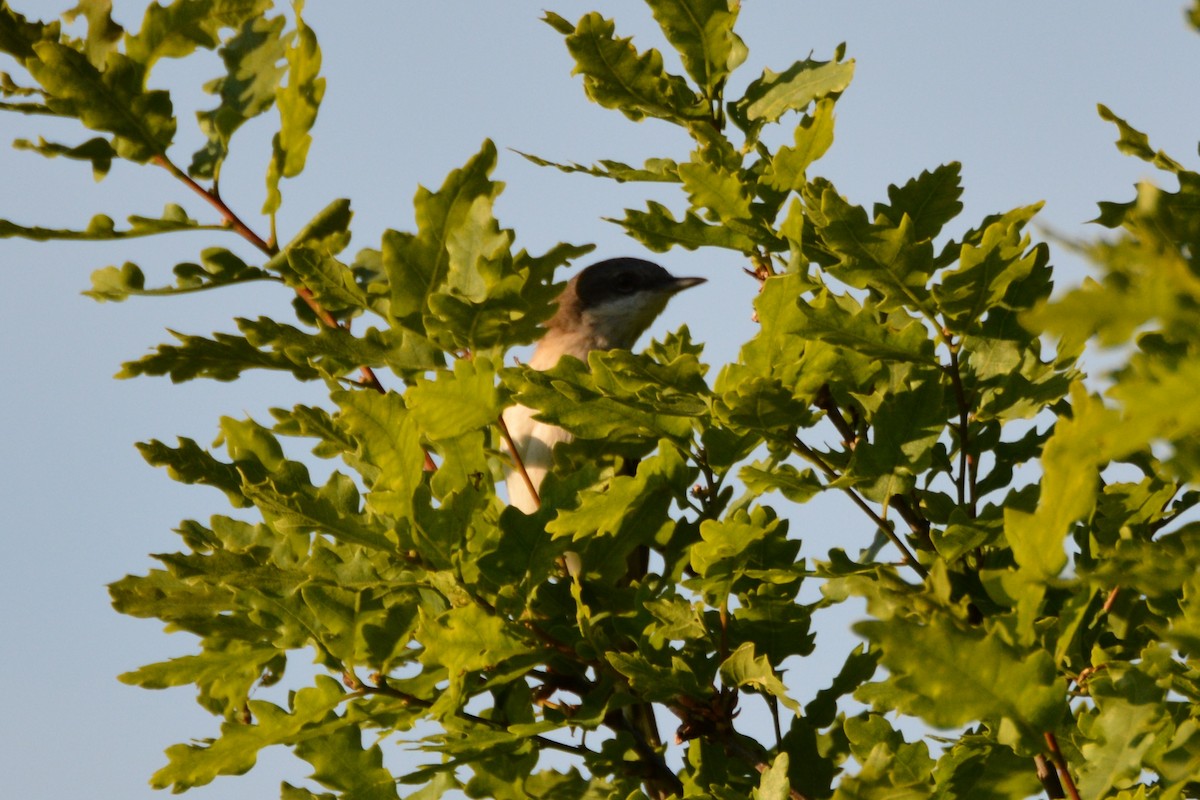 Lesser Whitethroat - ML275524761