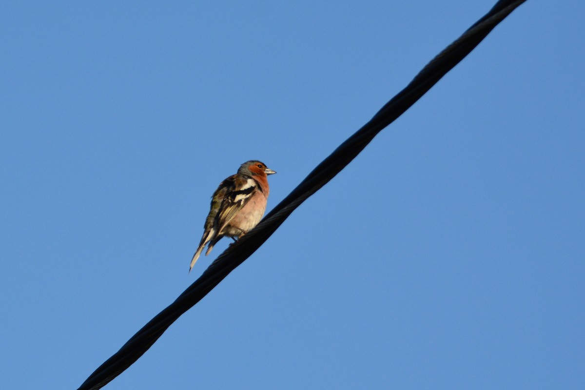 Common Chaffinch - ML275524811