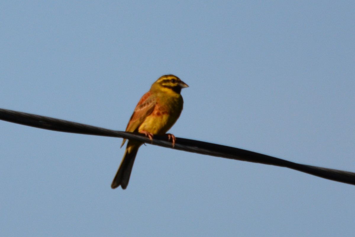 Cirl Bunting - ML275524821