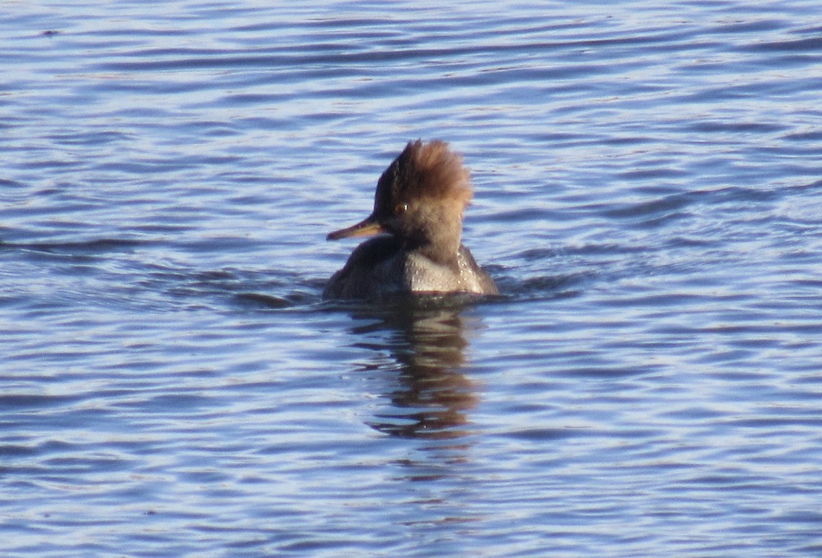 Hooded Merganser - Laurel Armstrong