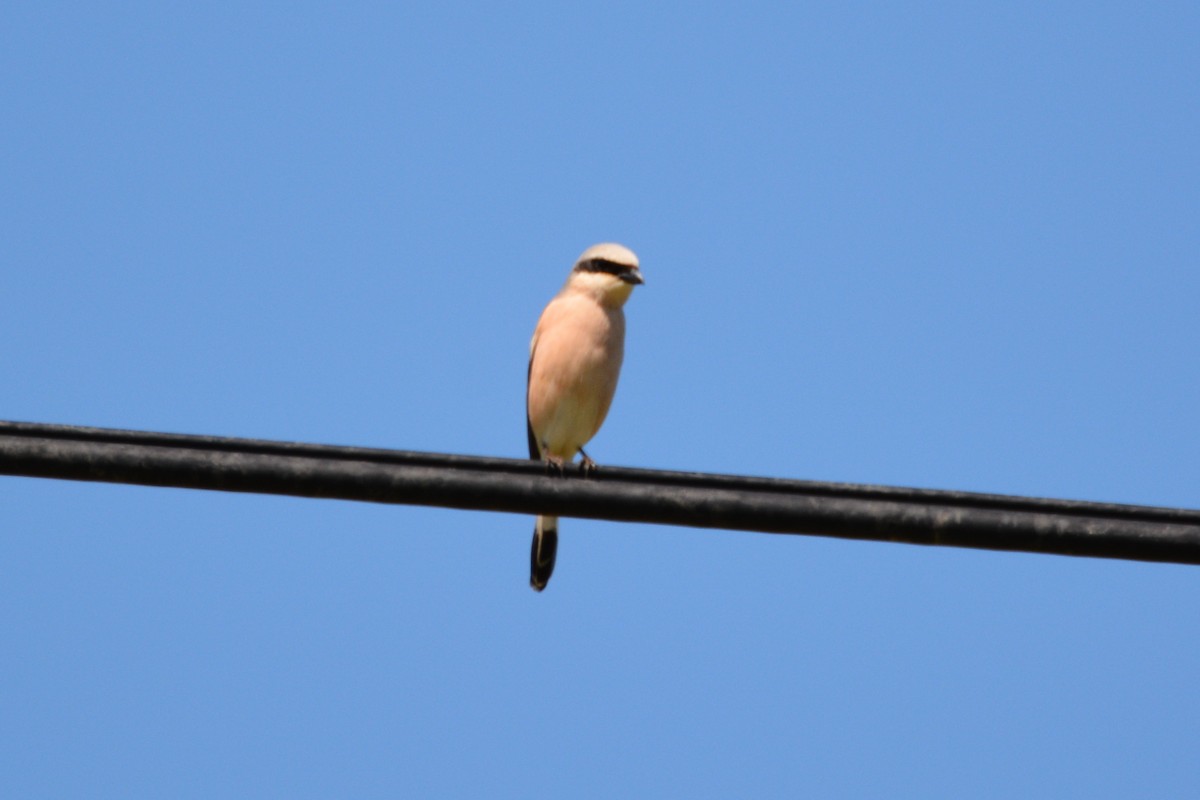 Red-backed Shrike - ML275526031