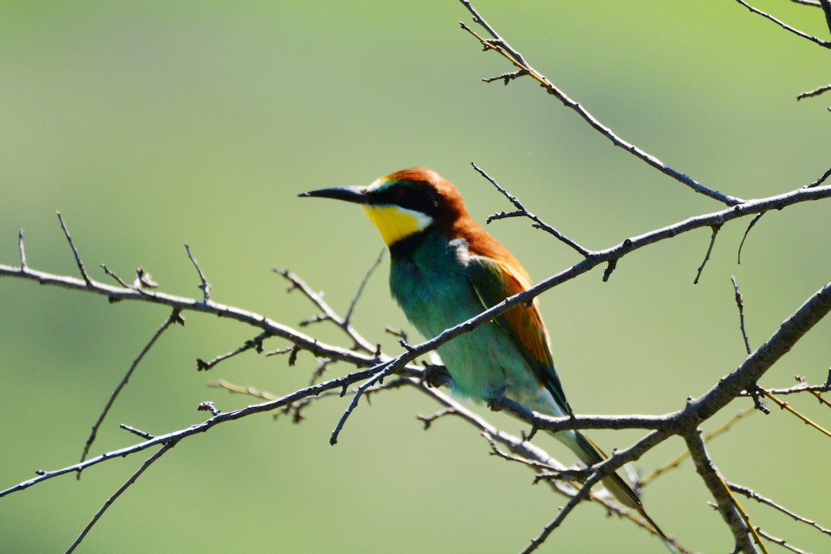 European Bee-eater - ML275526041