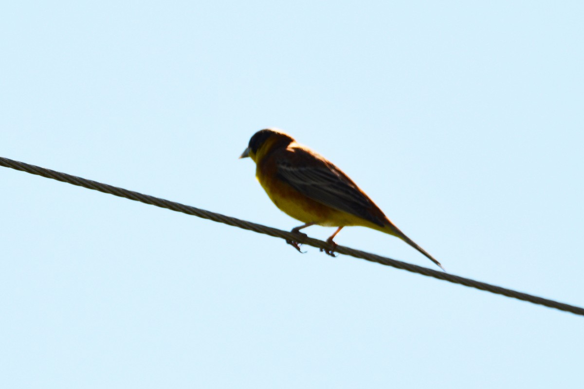 Black-headed Bunting - ML275526131