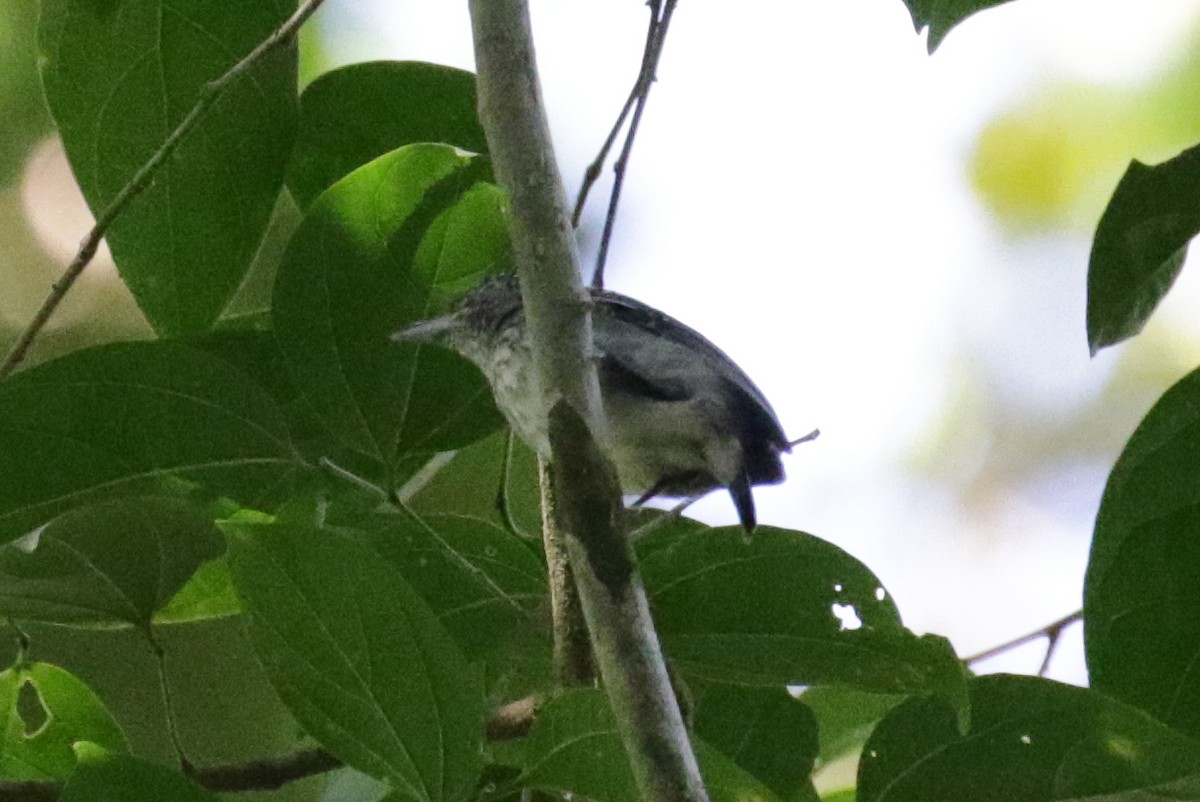 Spot-crowned Antvireo - ML275526181