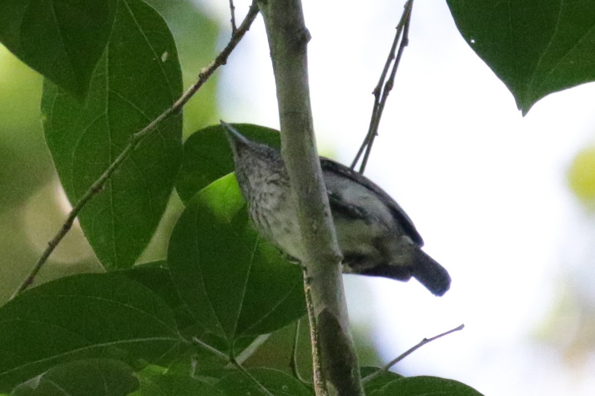 Spot-crowned Antvireo - ML275526191