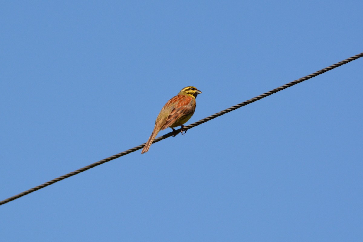 Cirl Bunting - ML275526211