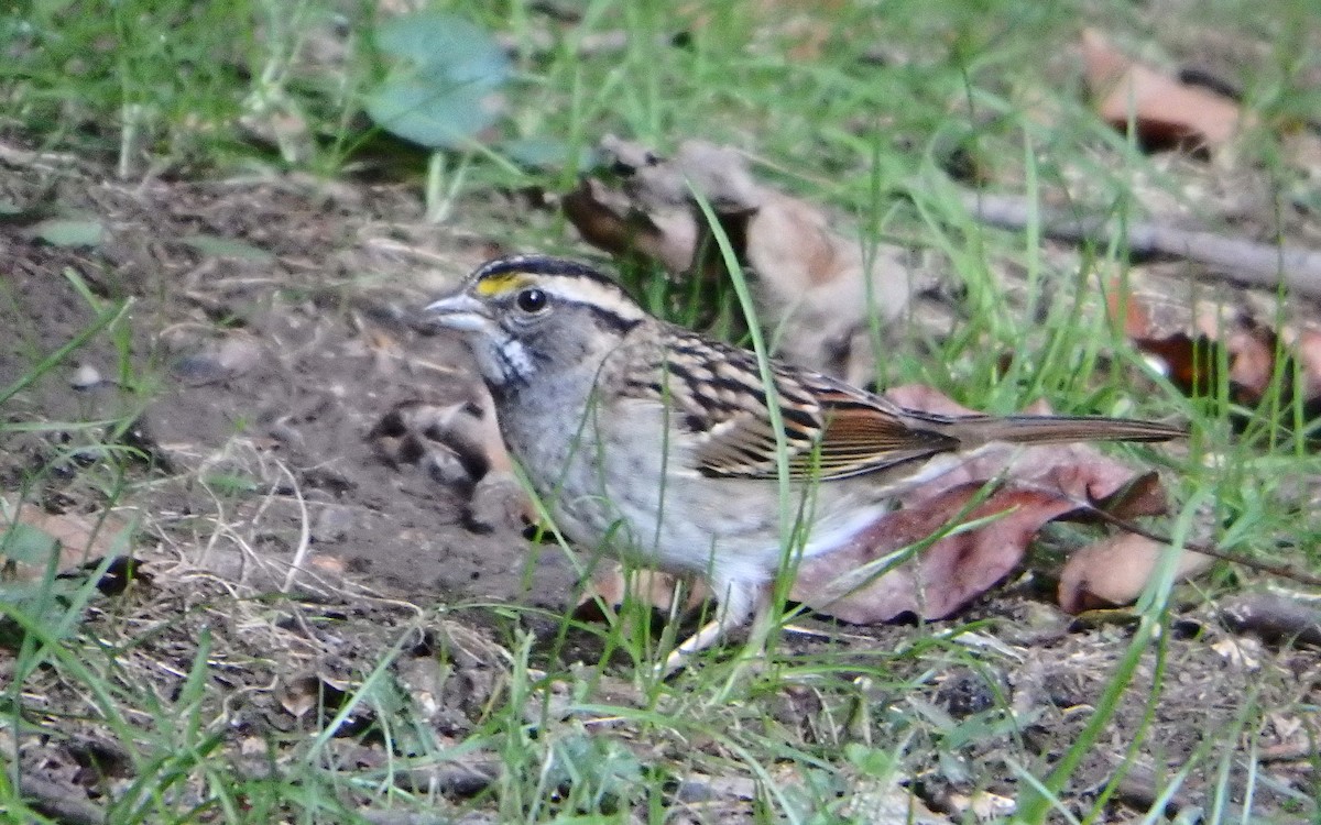 White-throated Sparrow - ML275526811