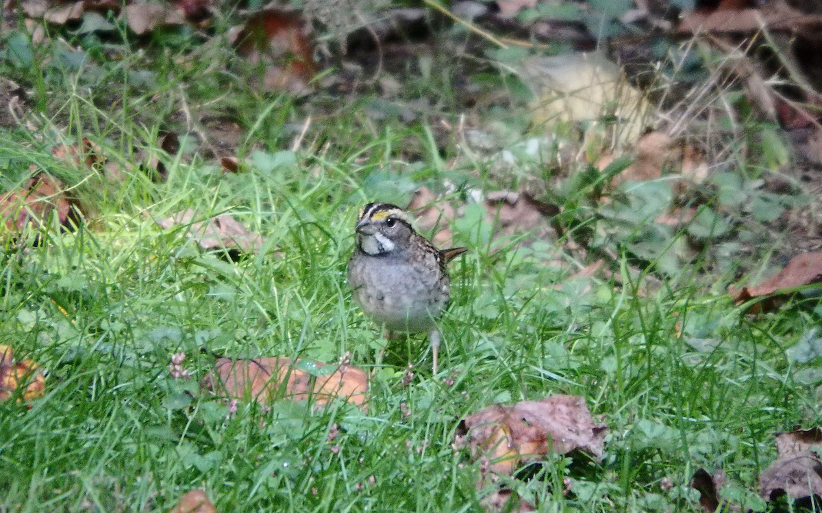 White-throated Sparrow - ML275526831