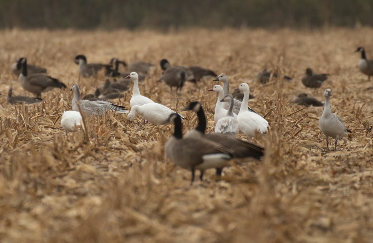 Snow Goose - ML275527791