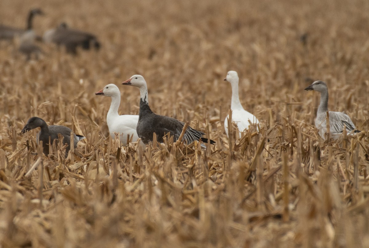 Snow Goose - ML275527821