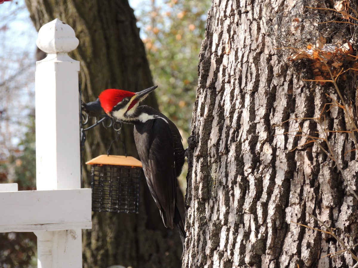 Pileated Woodpecker - Paul & Koni Fank