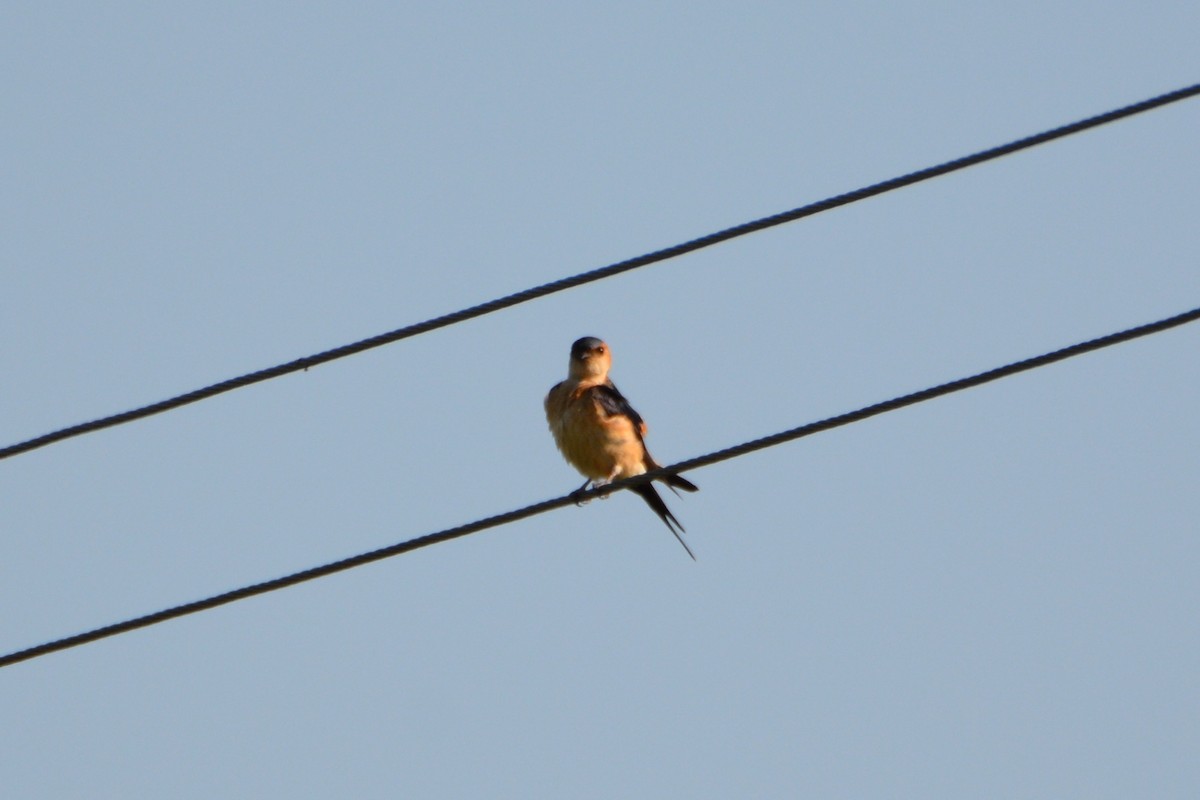 Golondrina Dáurica - ML275528531