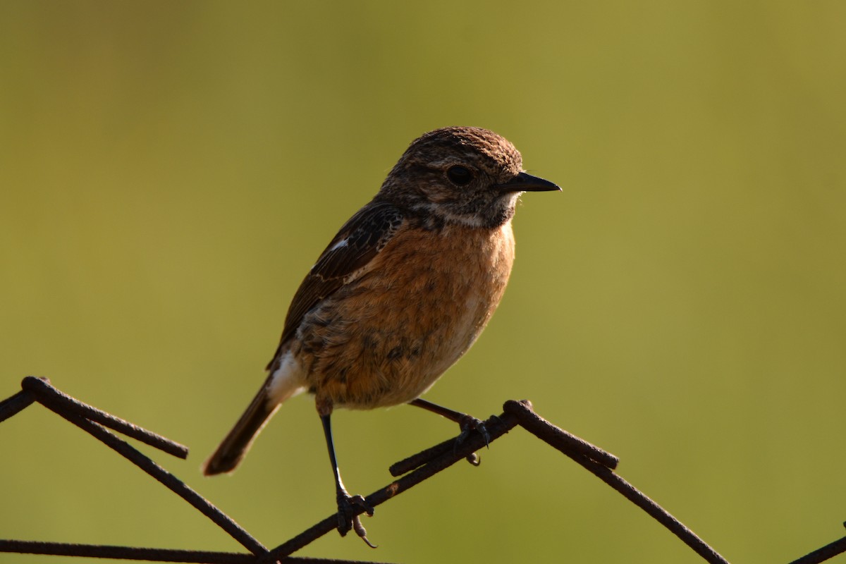 European Stonechat - ML275528571