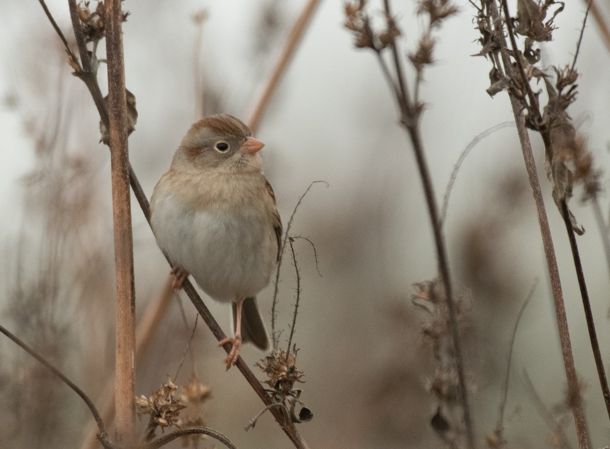 Field Sparrow - ML275530691