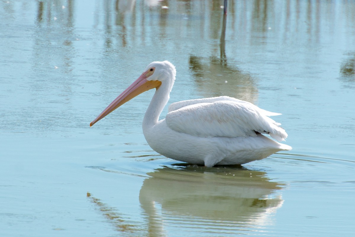 pelikán severoamerický - ML275530701