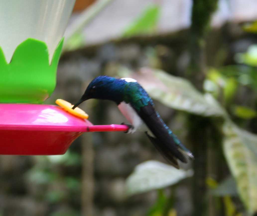 White-necked Jacobin - A Emmerson