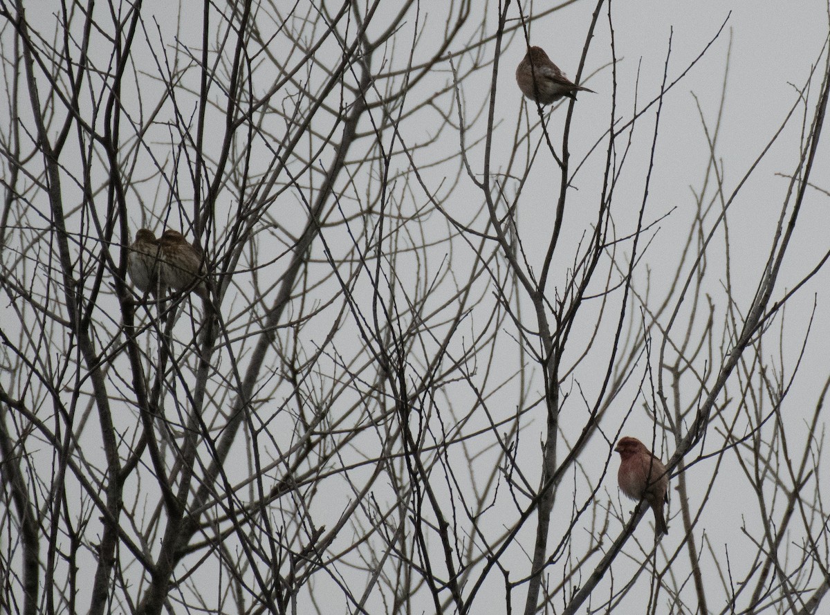 Purple Finch (Eastern) - ML275530941