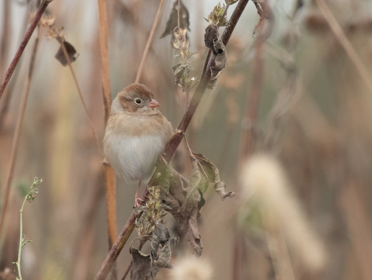 Field Sparrow - Ryan Andrews