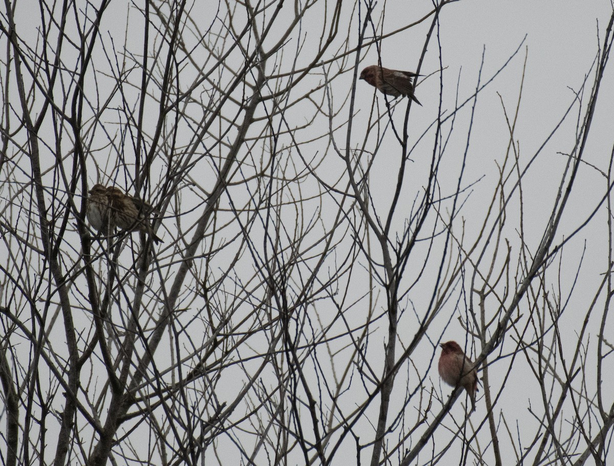 Purple Finch (Eastern) - ML275531011