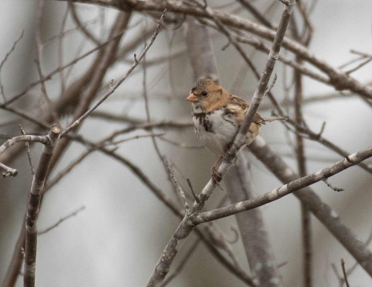 Harris's Sparrow - ML275531021