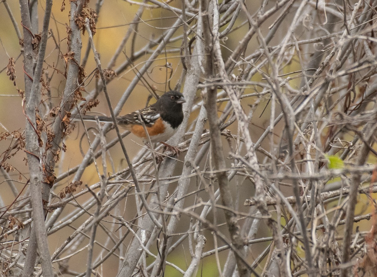 Spotted Towhee - Ryan Andrews