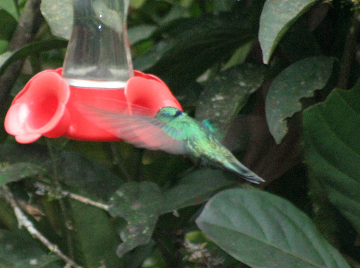 Colibrí Oreja Violeta Menor - ML275531151