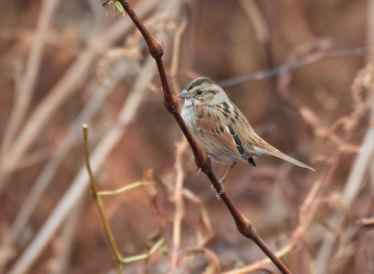 Swamp Sparrow - ML275531221