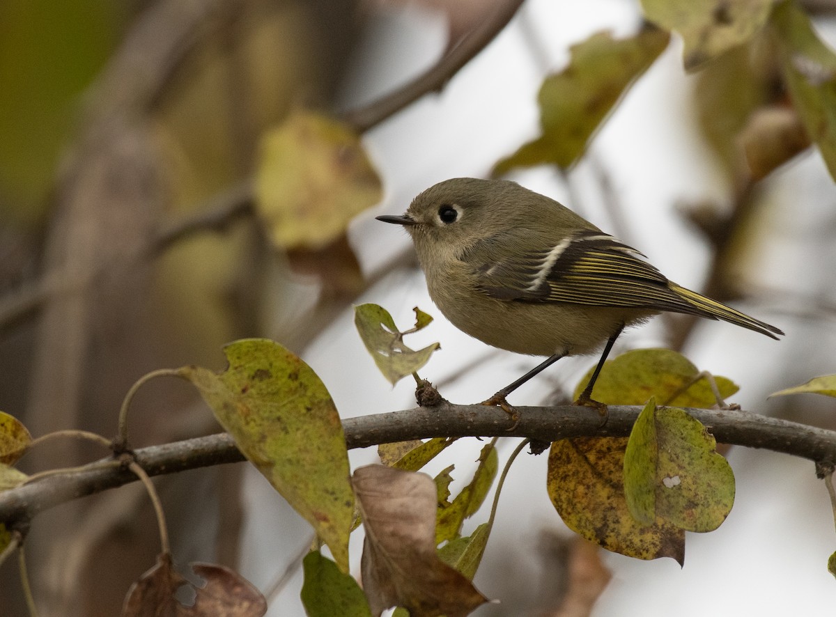 Ruby-crowned Kinglet - Ryan Andrews