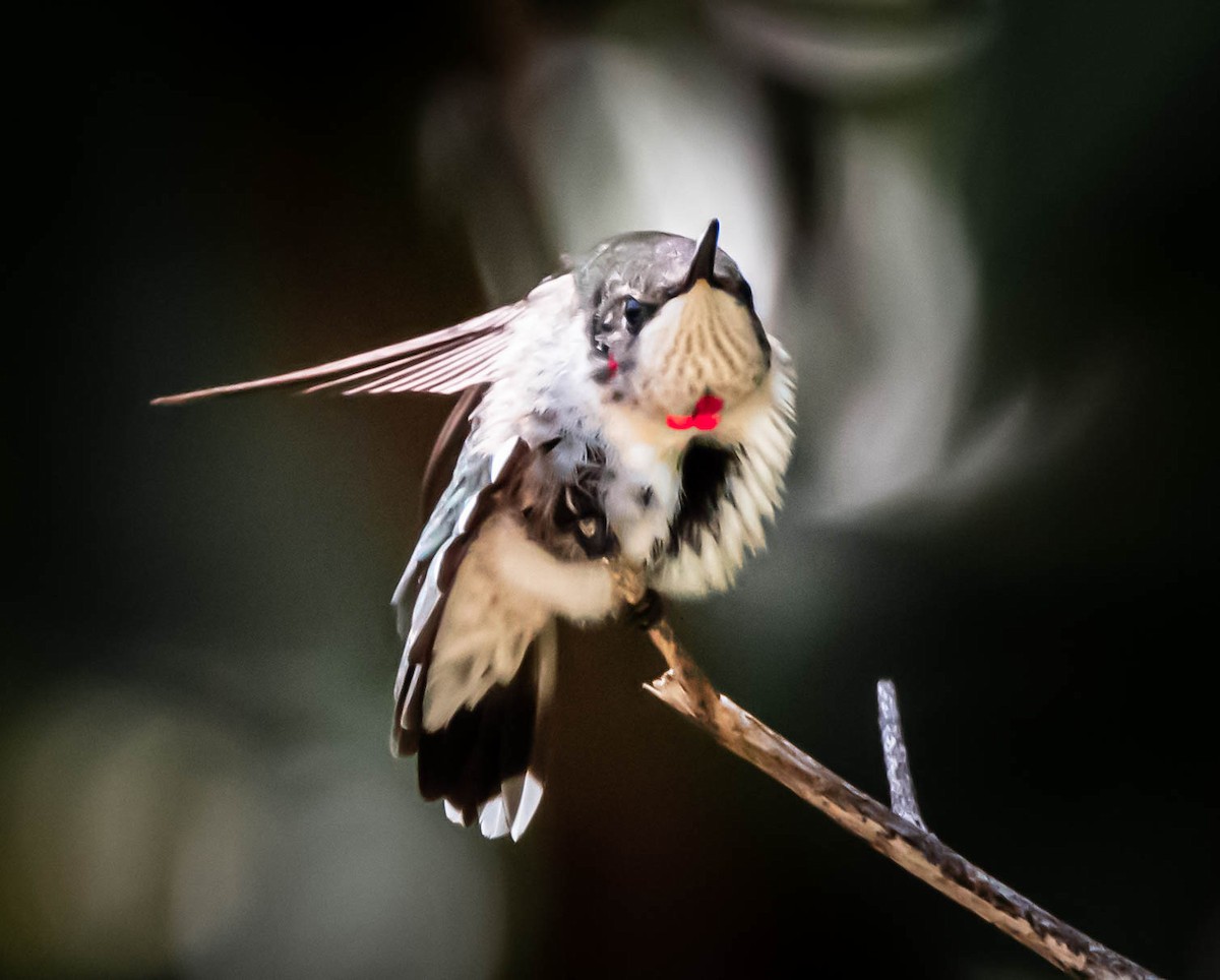 Colibrí Gorjirrubí - ML275531611