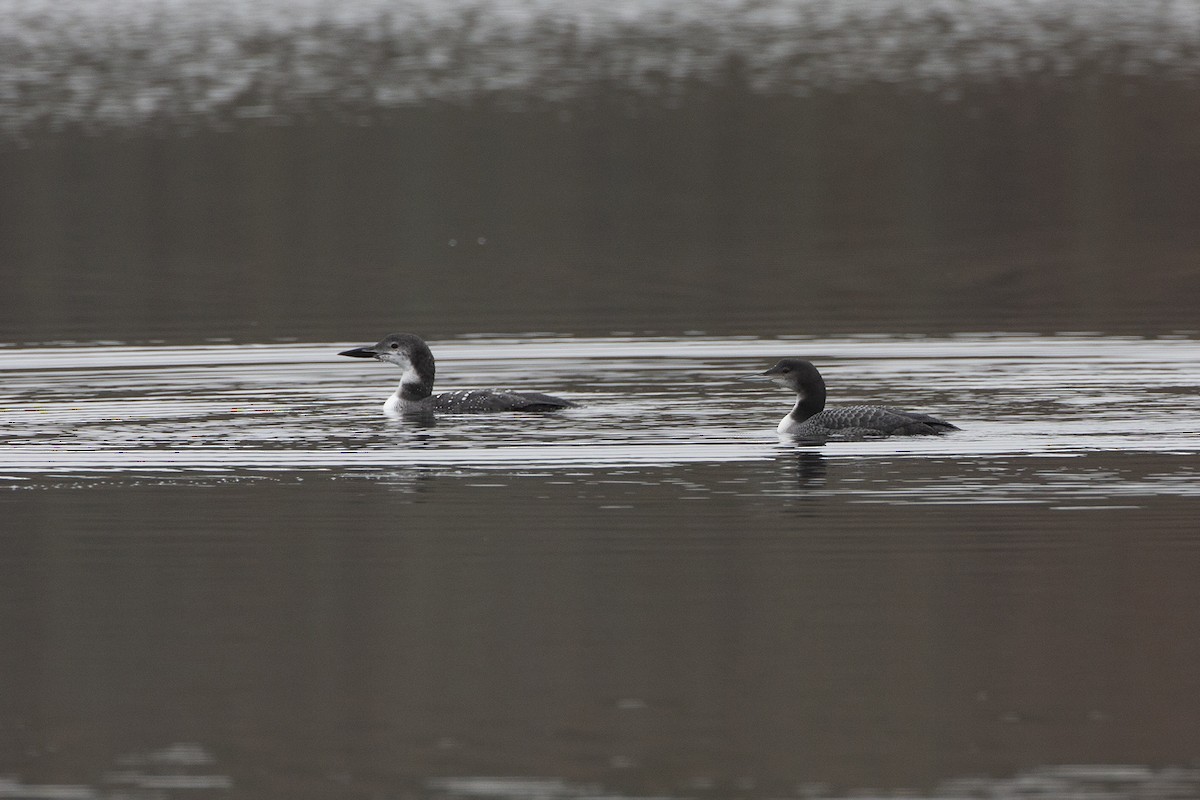 Plongeon huard - ML275531651