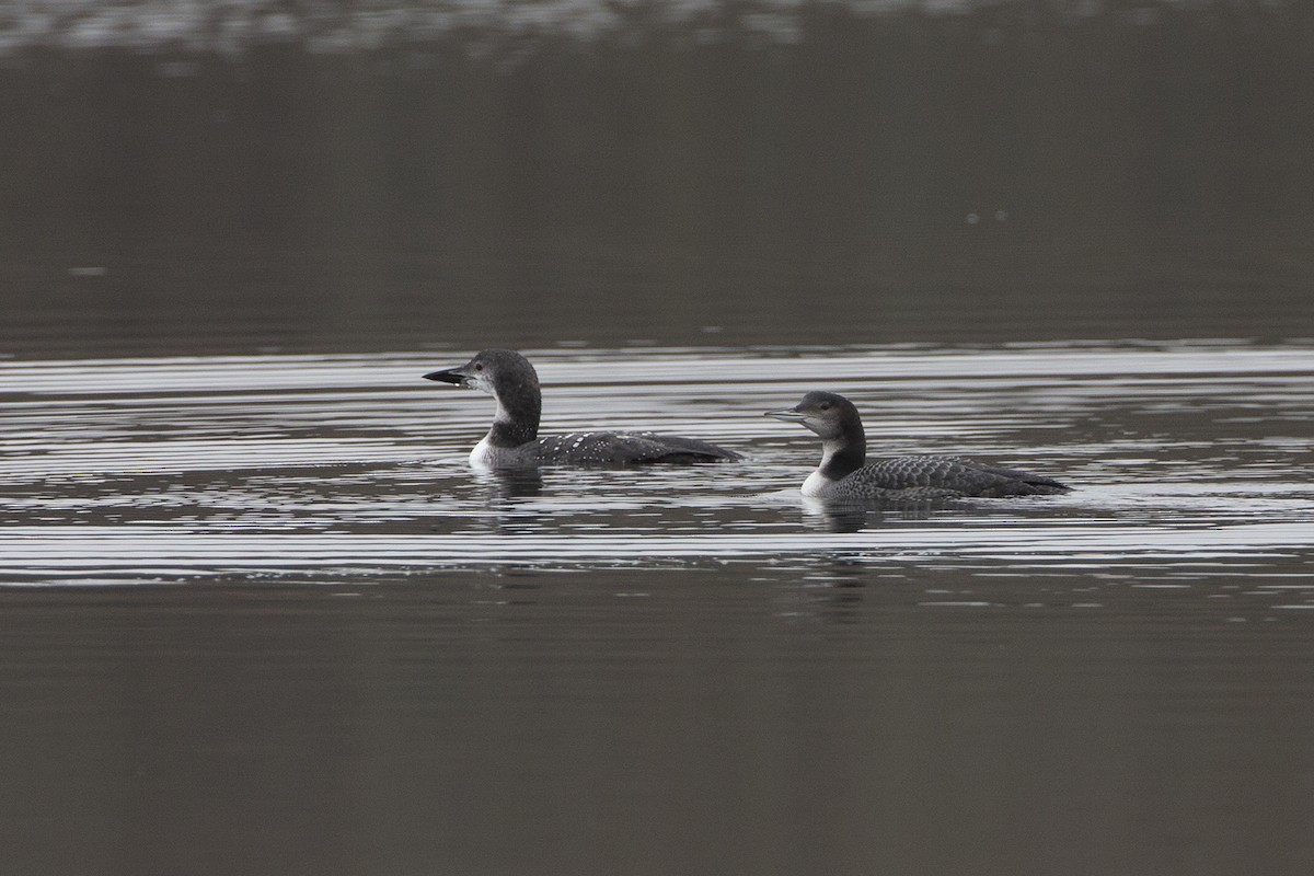 Plongeon huard - ML275531661