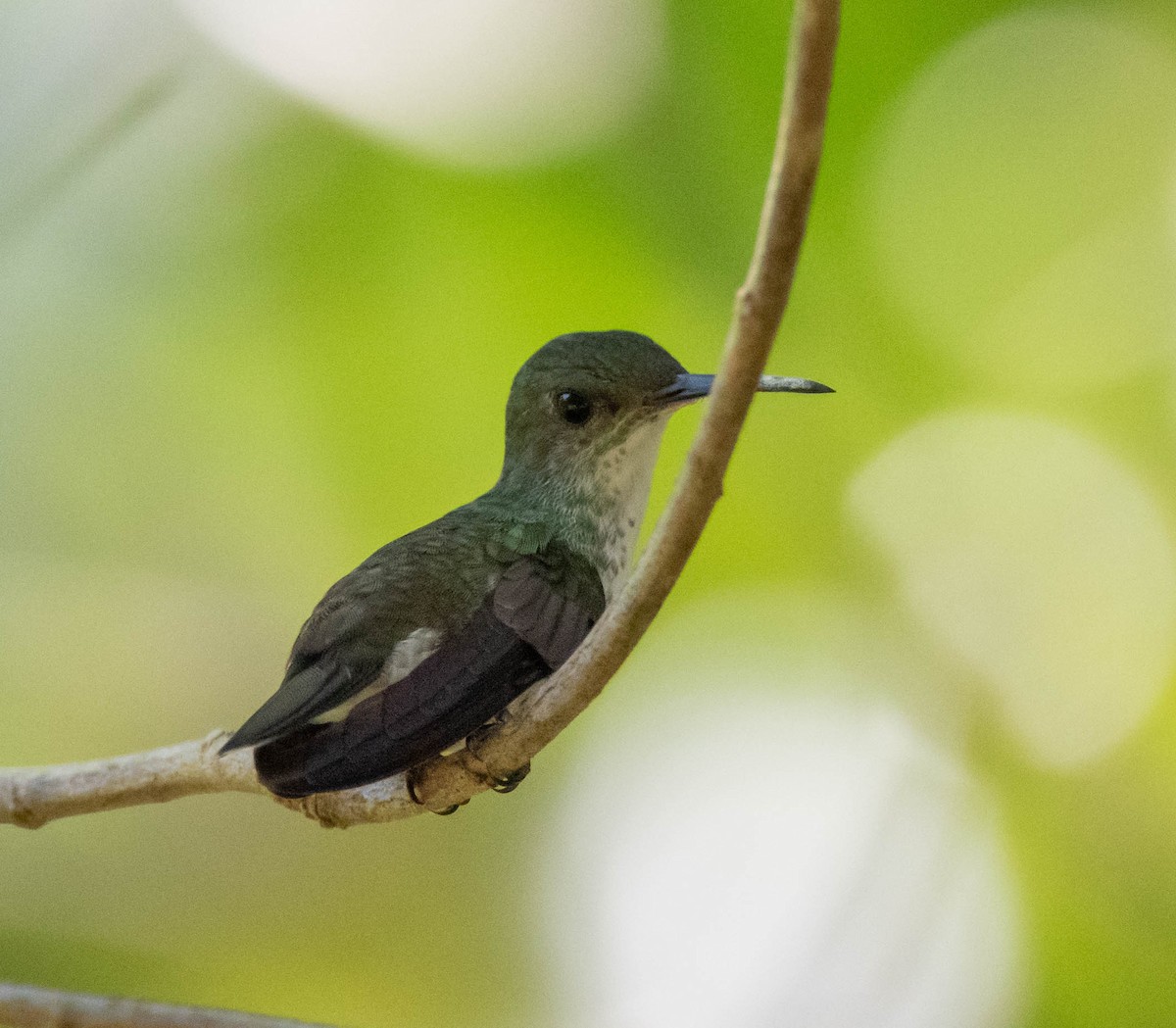 White-bellied Emerald - ML275531711