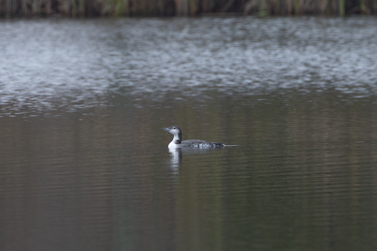 Plongeon huard - ML275531801