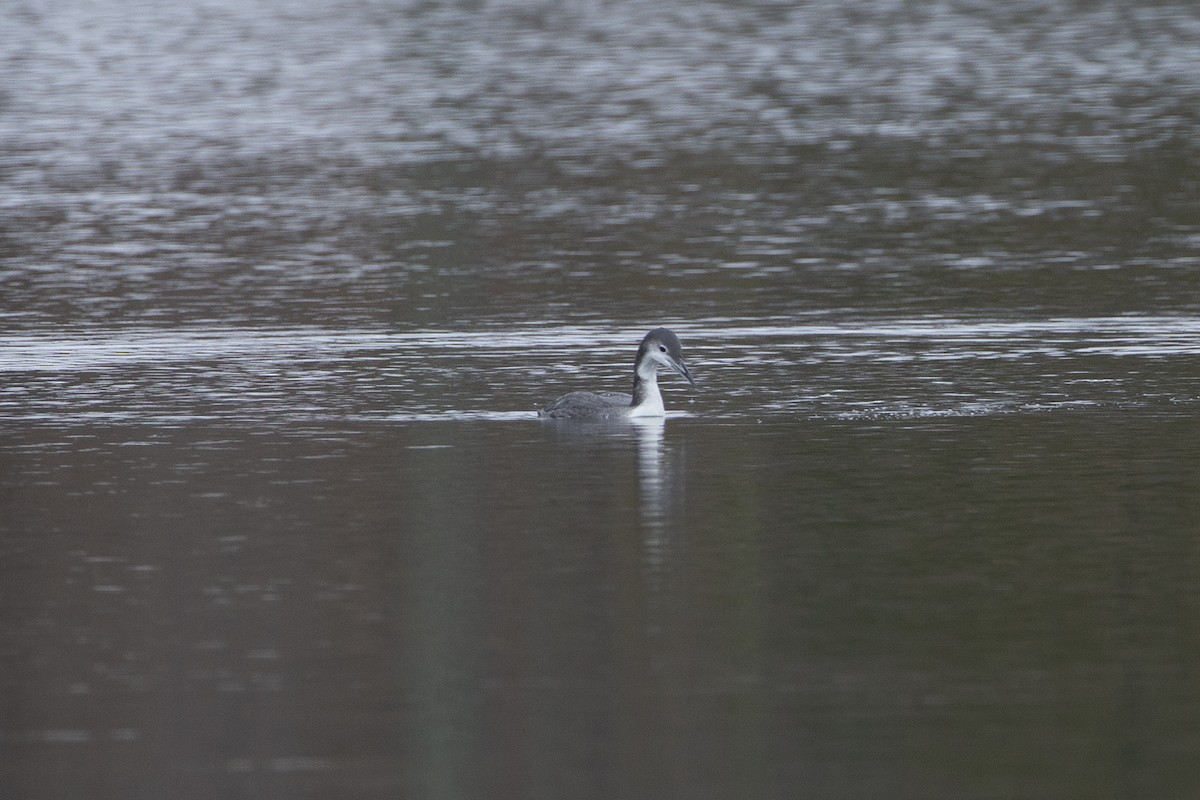 Common Loon - Linda Williams