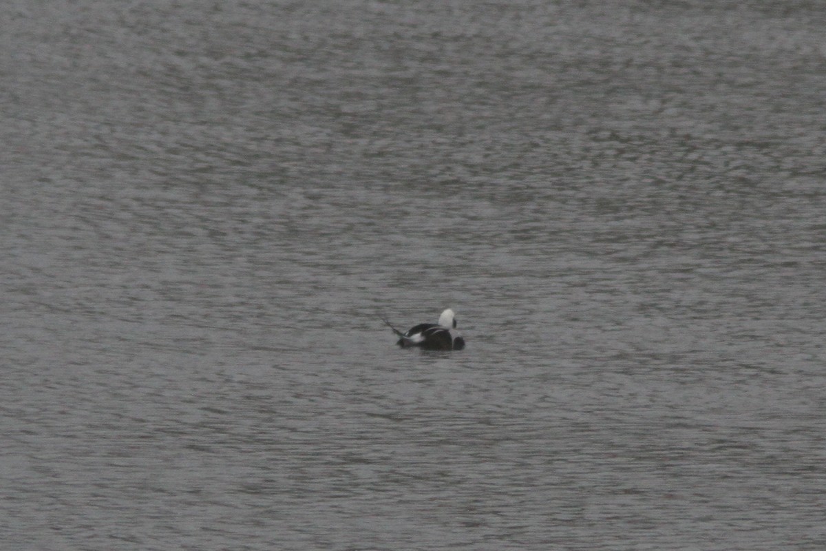 Long-tailed Duck - ML275532491