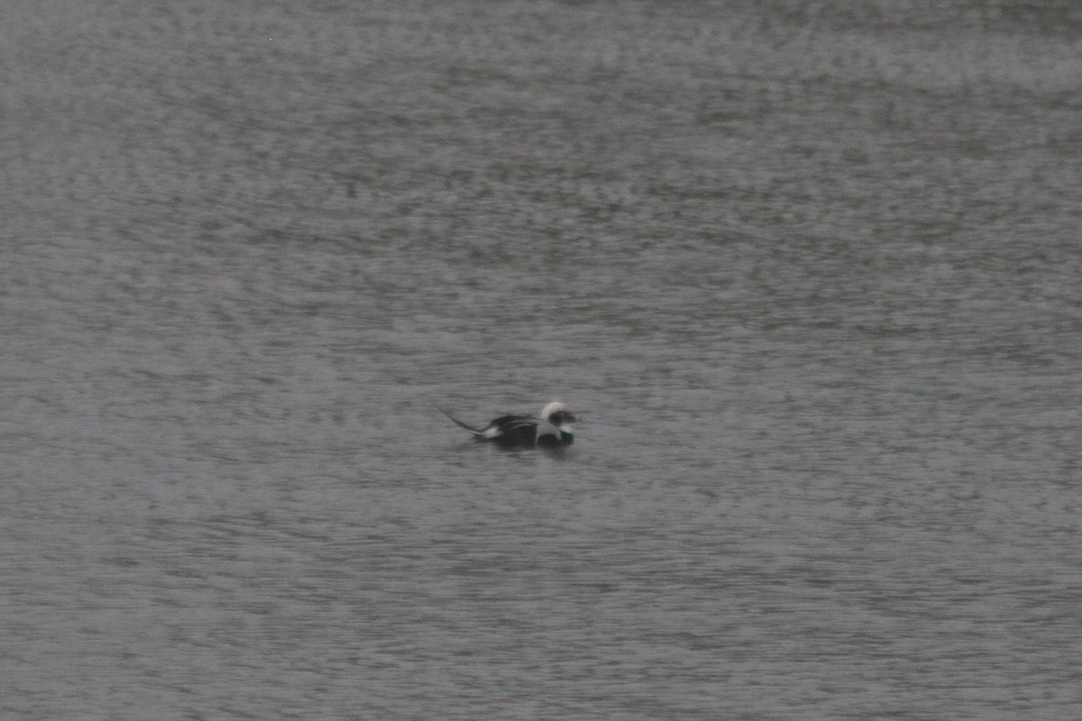 Long-tailed Duck - ML275532521