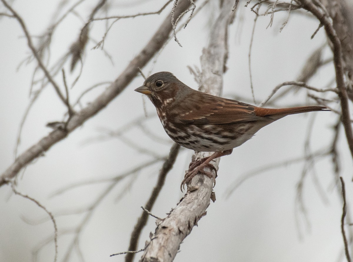 Fox Sparrow (Red) - ML275532571