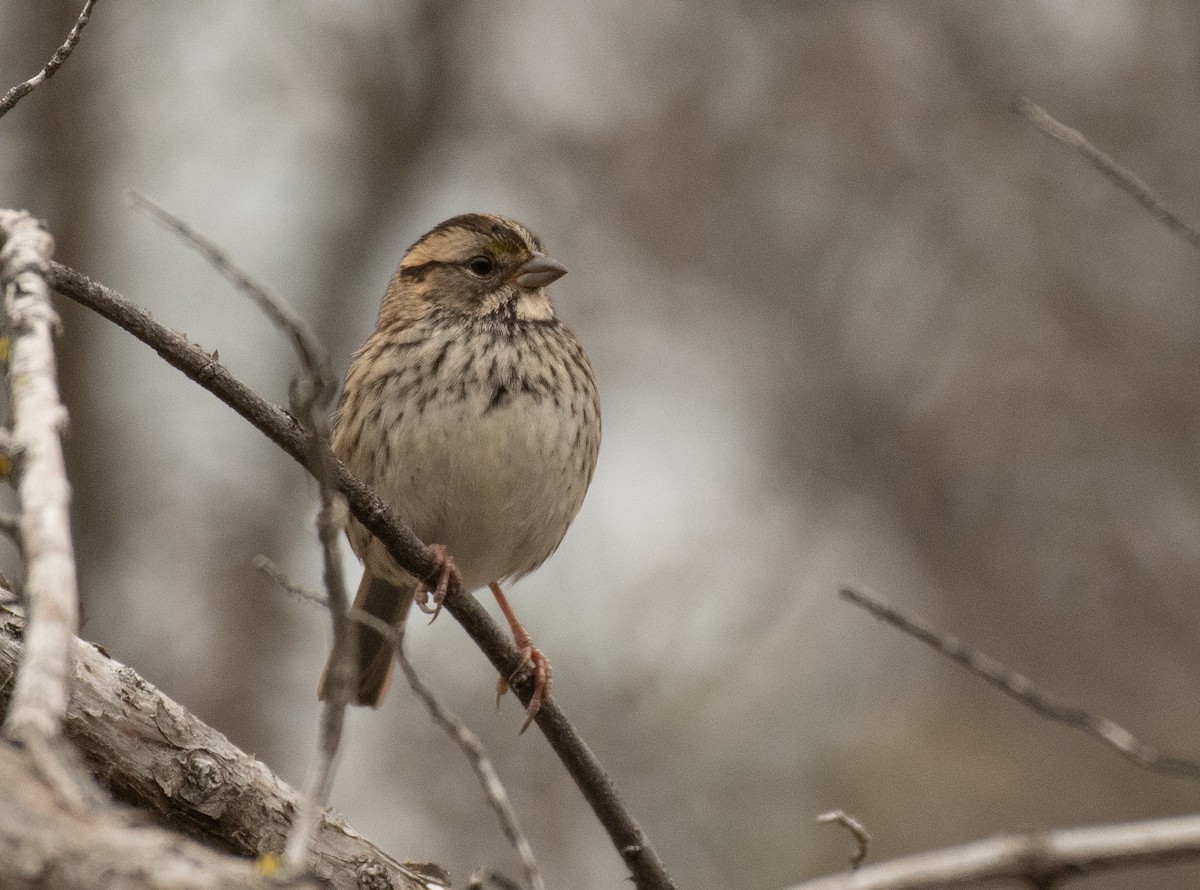 White-throated Sparrow - ML275532621