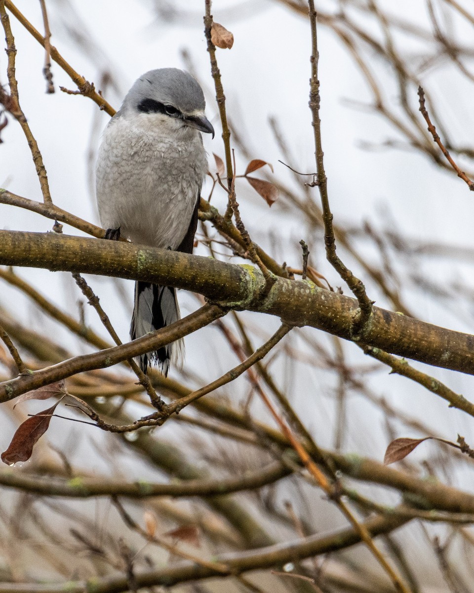 Northern Shrike - ML275532641