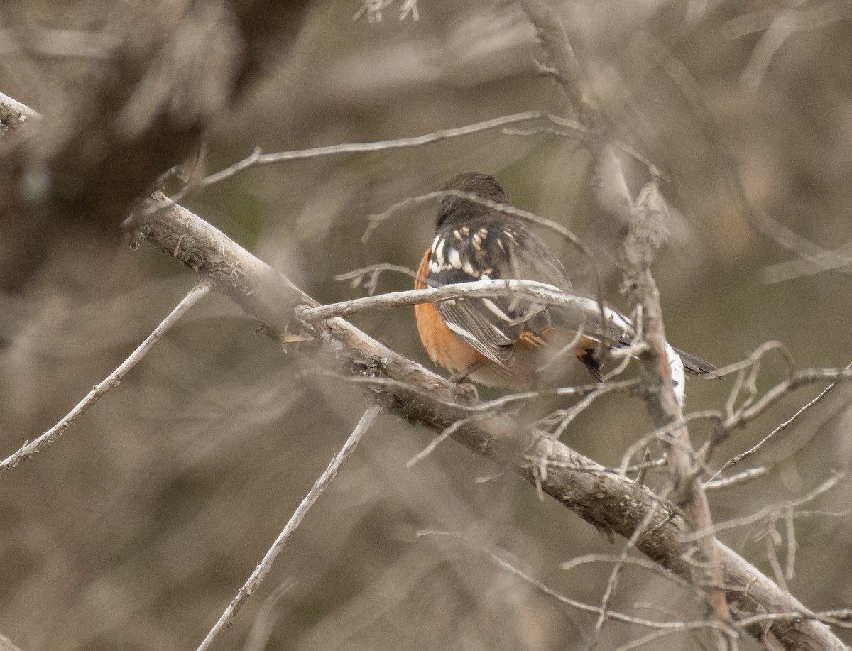 Spotted Towhee - ML275532671