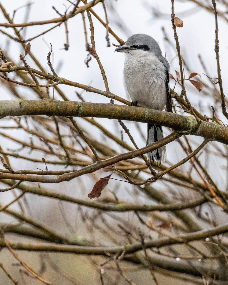 Northern Shrike - ML275532691