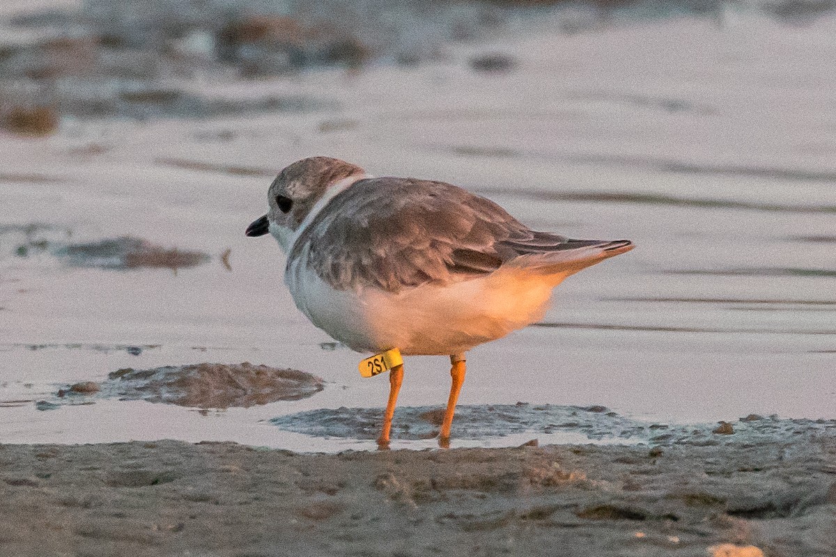 Piping Plover - Jesse Huth